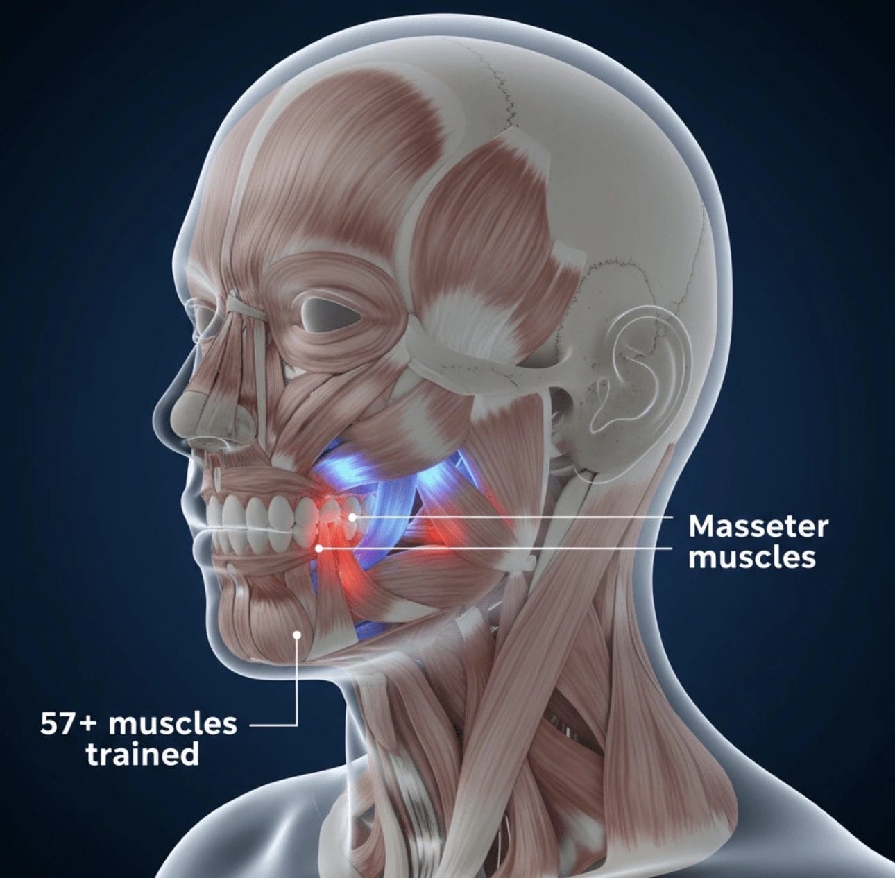 Jawline Chew Tabs (8th generation) for Defined Jawline, 90 Lbs Resistance - jawlinewaly